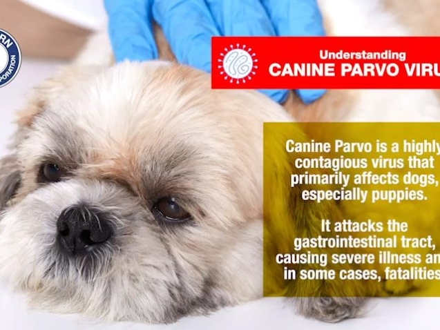 Canine Parvovirus is a highly contagious and potentially deadly disease 0-7 screenshot